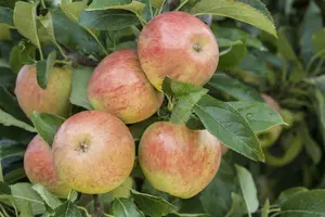 malus d. 'james grieve' HOOGST BW (8/10) - afbeelding 4