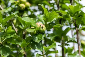 malus d. 'james grieve' HOOGST BW (8/10) - afbeelding 3