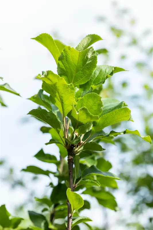 Malus d. 'James Grieve' PALMET SCHUIN BW (V) - afbeelding 3