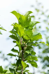 Malus d. 'James Grieve' PALMET SCHUIN BW (V) - afbeelding 3