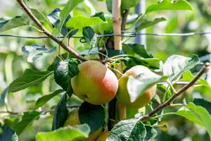 Malus d. 'James Grieve' PALMET SCHUIN BW (V) - afbeelding 4