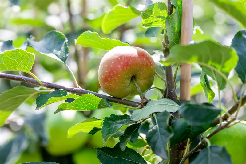 Malus d. 'James Grieve' PALMET SCHUIN BW (V) - afbeelding 5