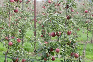 Malus d. 'Jonagold' 10/12 HO BW - afbeelding 5