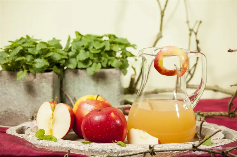 malus d. 'jonagold' PALMET DUBBELE U BW (U) - afbeelding 1