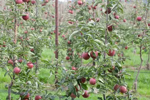 malus d. 'jonagold' PALMET DUBBELE U BW (U) - afbeelding 5