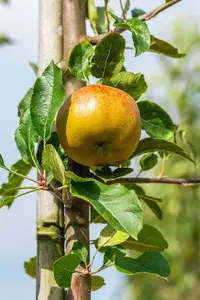 malus d. 'melrose' HOOGST BW (8/10) - afbeelding 3