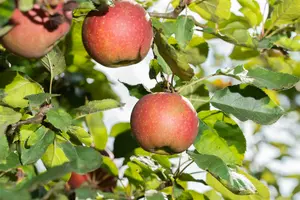 malus d. 'melrose' HOOGST BW (8/10) - afbeelding 3
