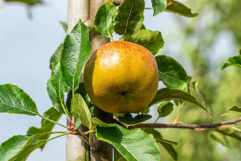 malus d. 'melrose' HOOGST BW (8/10) - afbeelding 2