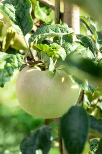 Malus d. 'Ontario' HOOGST. BW (8/10) - afbeelding 3