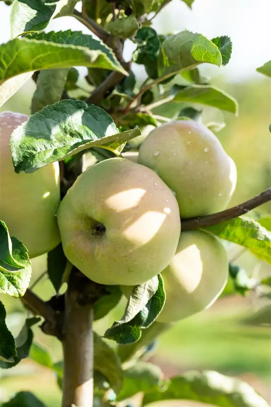 Malus d. 'Ontario' HOOGST. BW (8/10) - afbeelding 5
