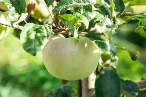 Malus d. 'Ontario' HOOGST. BW (8/10) - afbeelding 2