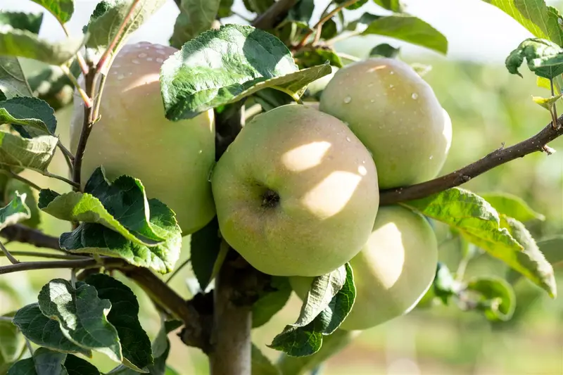 Malus d. 'Ontario' HOOGST. BW (8/10) - afbeelding 4