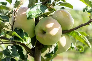 Malus d. 'Ontario' HOOGST. BW (8/10) - afbeelding 4