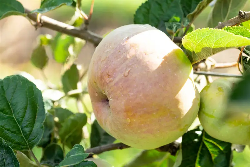 Malus d. 'Ontario' HOOGST. BW (8/10) - afbeelding 1