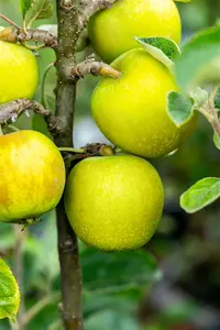 Malus d. 'R. des Reinettes' ('g._pearm/k. pip.') HOOGST.  BW (8/10) - afbeelding 5