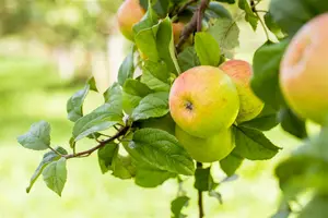 Malus d. 'R. des Reinettes' ('g._pearm/k. pip.') STRUIK   BW - afbeelding 2