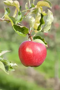 Malus d. 'Reinette de France' HOOGST.  BW (8/10)