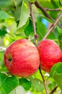 Malus d. 'Reinette des Capucins' STRUIK   BW - afbeelding 3