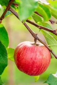 Malus d. 'Reinette du Mans' STRUIK   BW - afbeelding 5