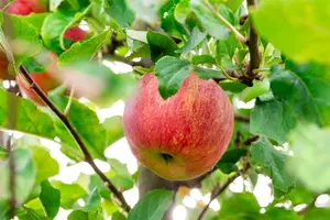 Malus d. 'Reinette du Mans' STRUIK   BW - afbeelding 1