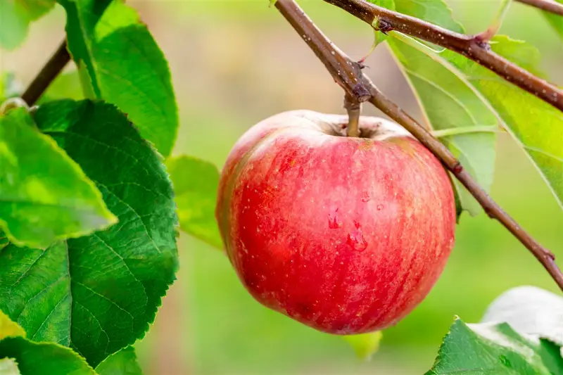 Malus d. 'Reinette du Mans' STRUIK   BW - afbeelding 4