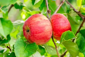 Malus d. 'Reinette du Mans' STRUIK   BW - afbeelding 2