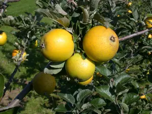 Malus d. 'Reinette dubois' (rgf) PALMET SCHUIN BW (V) - afbeelding 2