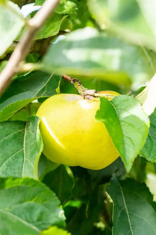 malus d. 'reinette (grise) du canada' - afbeelding 3