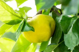 malus d. 'reinette (grise) du canada' - afbeelding 3