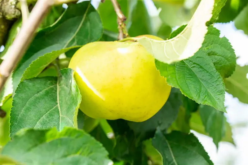 malus d. 'reinette (grise) du canada' - afbeelding 2