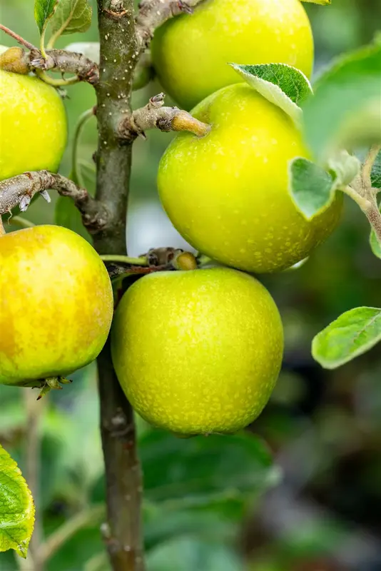 Malus d. 'Reinette Prof. Lecrenier' (rgf) STRUIK   BW - afbeelding 5