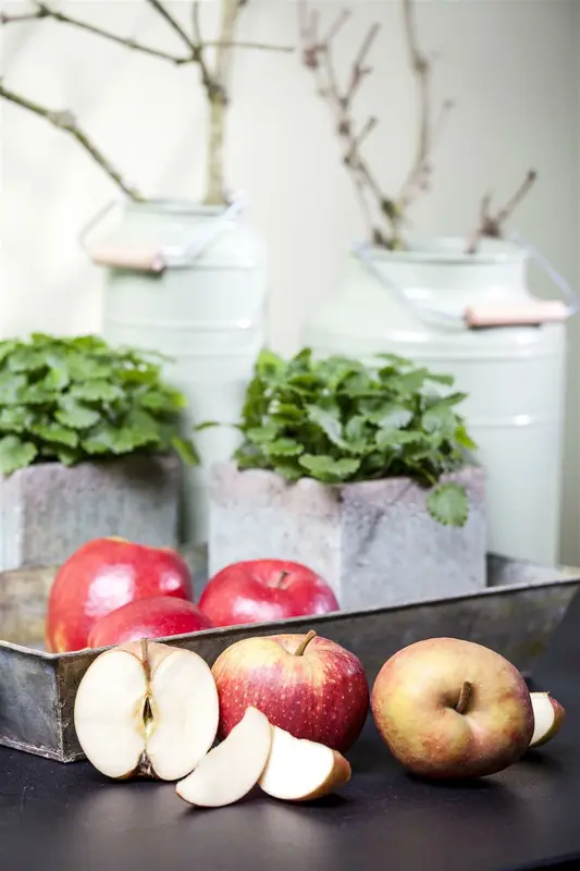 Malus d. 'Rode Boskoop' 10/12 HO C - afbeelding 4