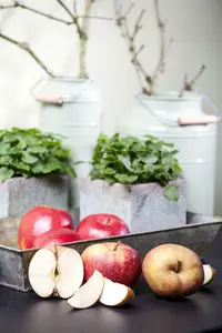 Malus d. 'Rode Boskoop' 10/12 HO C - afbeelding 4