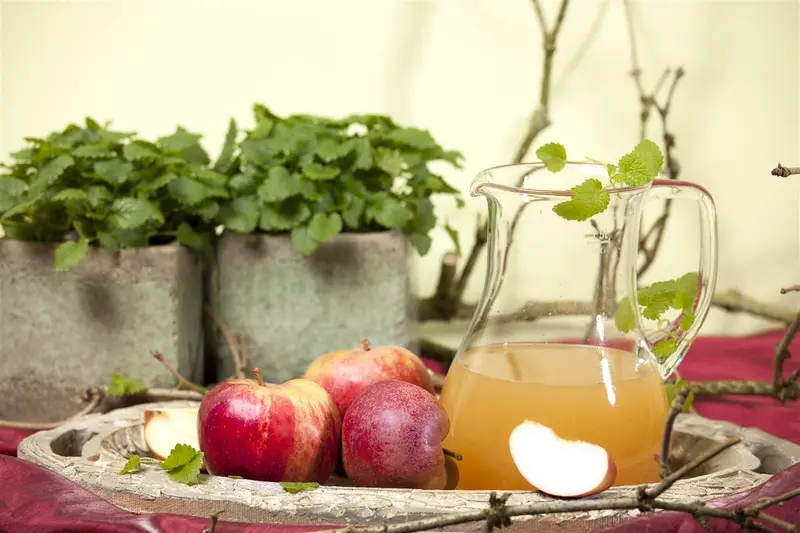 Malus d. 'Rode Boskoop' 10/12 HO C - afbeelding 5