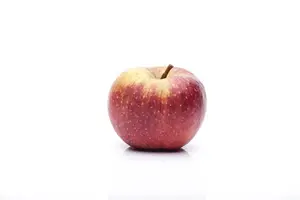 malus d. 'rode boskoop' C7,5 - afbeelding 3