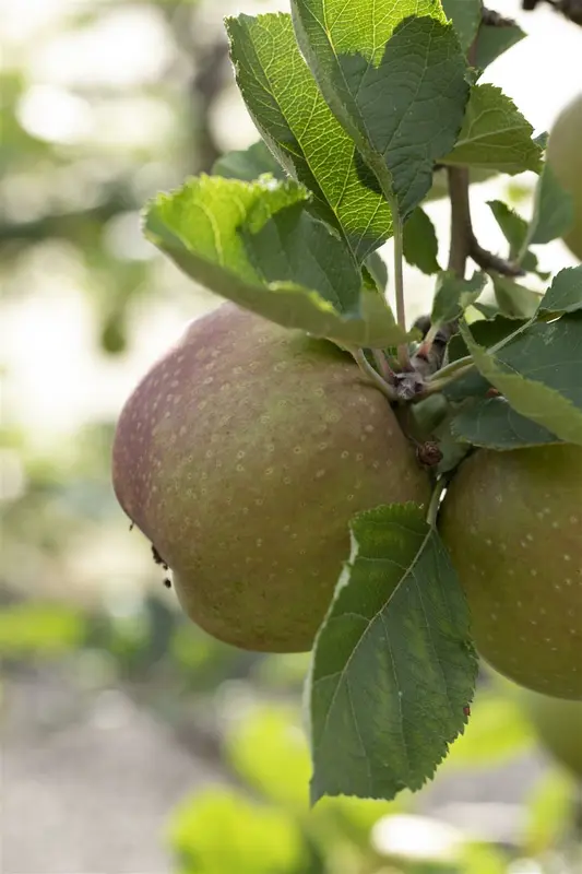 malus d. 'rode boskoop' PALMET DUBBEL U BW (U) - afbeelding 3