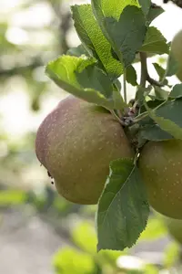 malus d. 'rode boskoop' PALMET DUBBEL U BW (U) - afbeelding 3