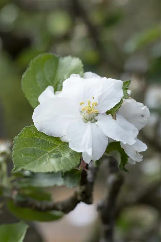 malus d. 'rode boskoop' PALMET DUBBEL U BW (U) - afbeelding 4