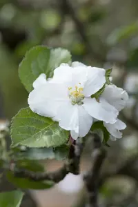 malus d. 'rode boskoop' PALMET DUBBEL U BW (U) - afbeelding 4
