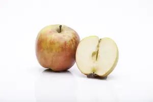 malus d. 'rode boskoop' PALMET DUBBEL U BW (U) - afbeelding 2