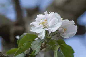 malus d. 'rode boskoop' PALMET DUBBEL U BW (U) - afbeelding 5