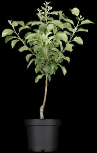 malus d. 'rode boskoop' PALMET DUBBEL U BW (U) - afbeelding 5