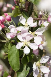 Malus d. 'Royal Gala' ( 'tenroy') HOOGST.  BW (8/10) - afbeelding 2