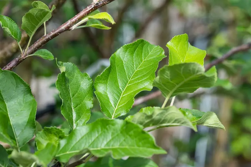 Malus d. 'Santana'® 10/12 HO BW - afbeelding 1