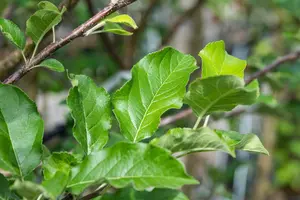 Malus d. 'Santana'® 10/12 HO BW