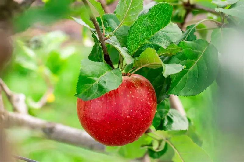 Malus d. 'Santana'® 10/12 HO BW - afbeelding 4