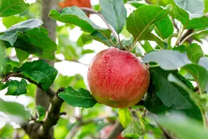 Malus d. 'Santana'® 10/12 HO BW - afbeelding 5