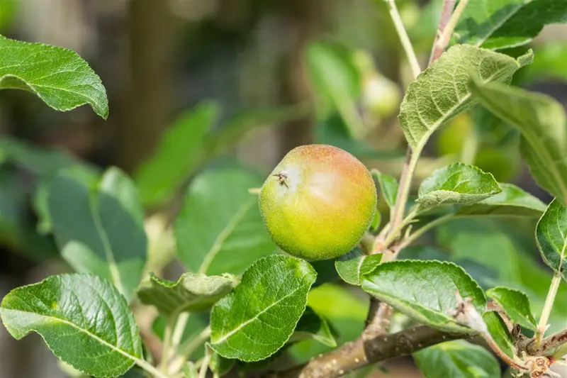 Malus d. 'Santana'® HALFST.   BW - afbeelding 2