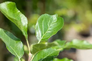 Malus d. 'Santana'® HALFST.   BW - afbeelding 3