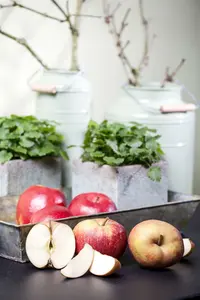 Malus d. 'Schone van Boskoop' ( 'belle de bosk.) HOOGST.  BW (8/10) - afbeelding 4